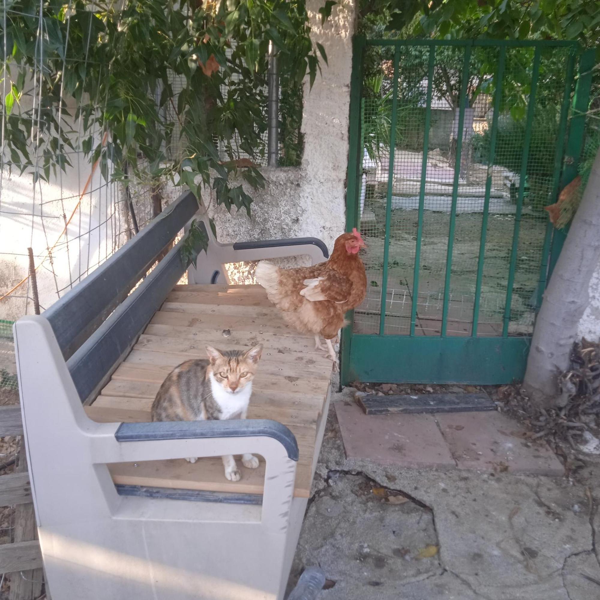 阿哈奈Το Μικρό Σπίτι Στη Φάρμα!公寓 外观 照片